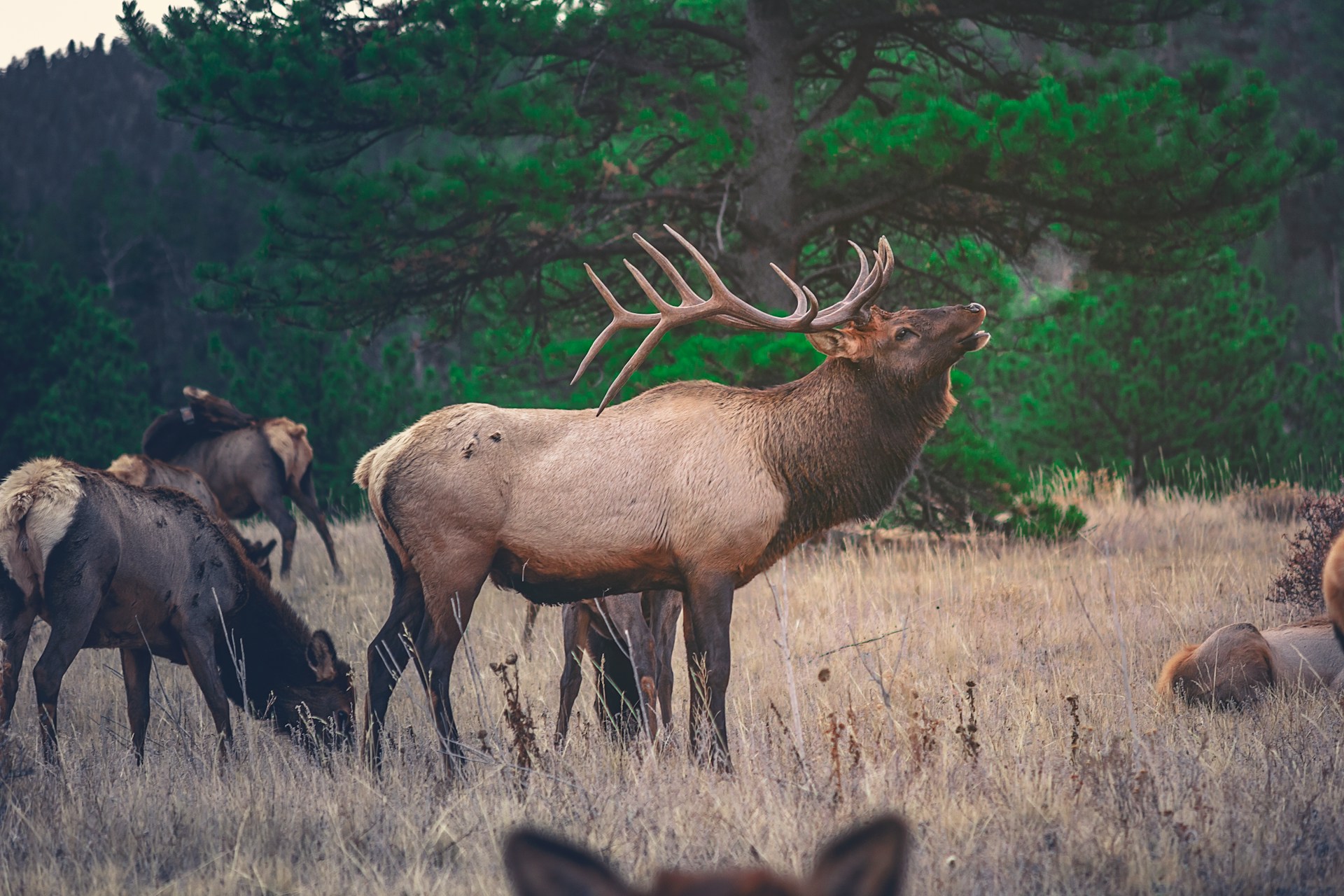 Colorado elk hunting adventure