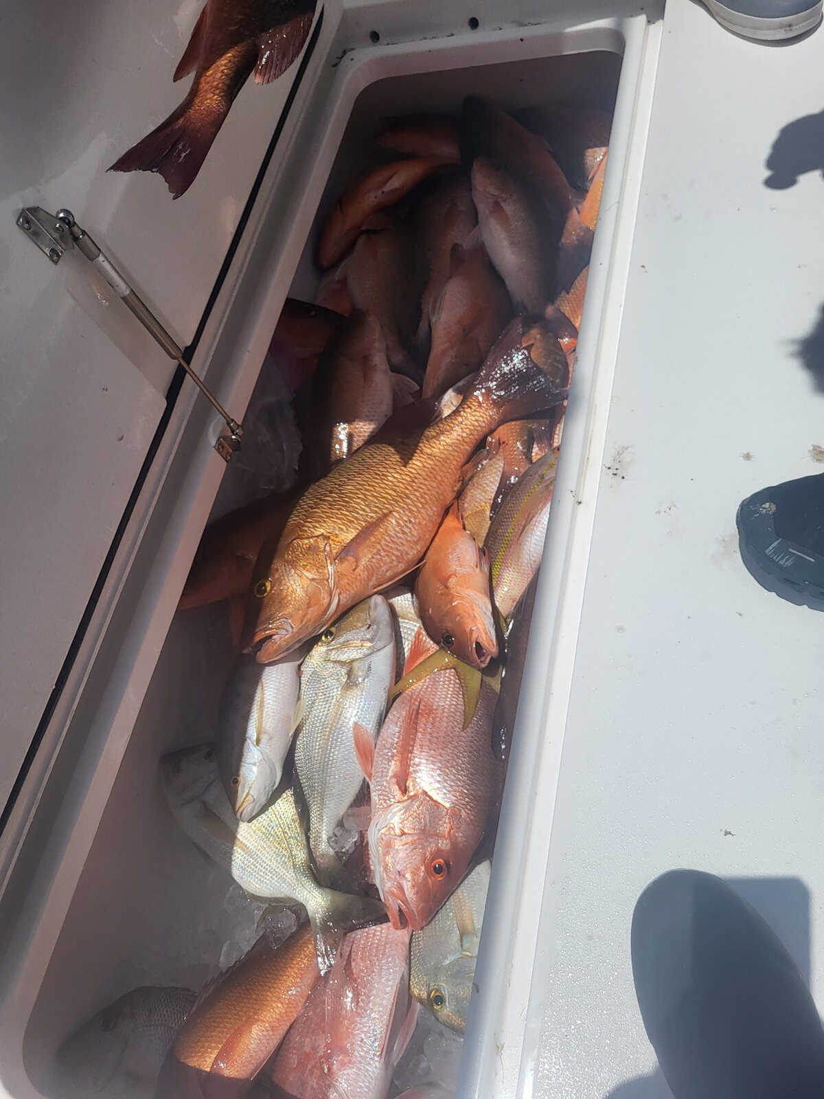 The day's haul